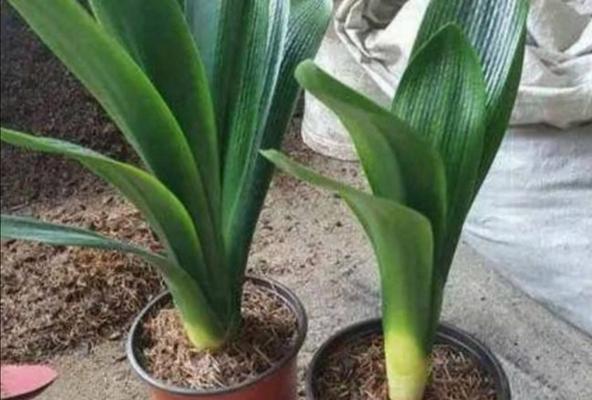 君子兰专用松叶肥料是什么？使用松叶肥料对君子兰有何好处？