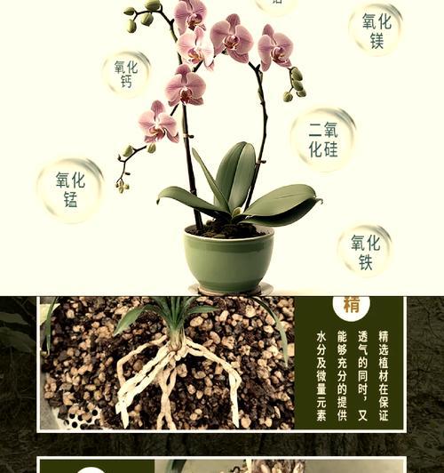 君子兰专用松叶肥料是什么？使用松叶肥料对君子兰有何好处？