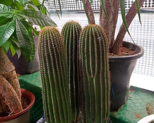 哪些仙人球品种值得推荐？它们的养护特点是什么？