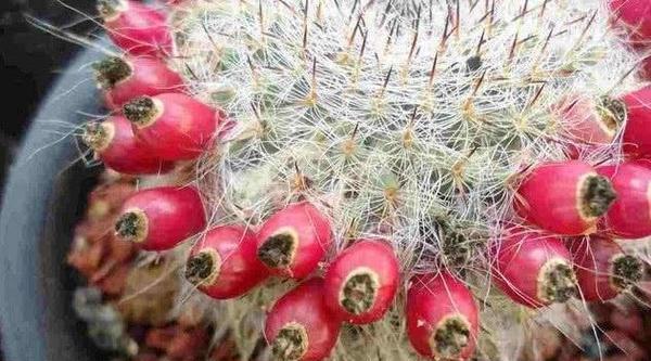 哪些仙人球品种值得推荐？它们的养护特点是什么？