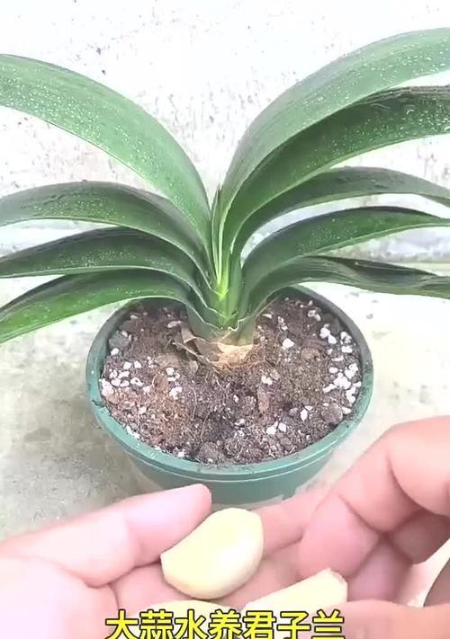 纯水苔君子兰的养护方法有哪些？