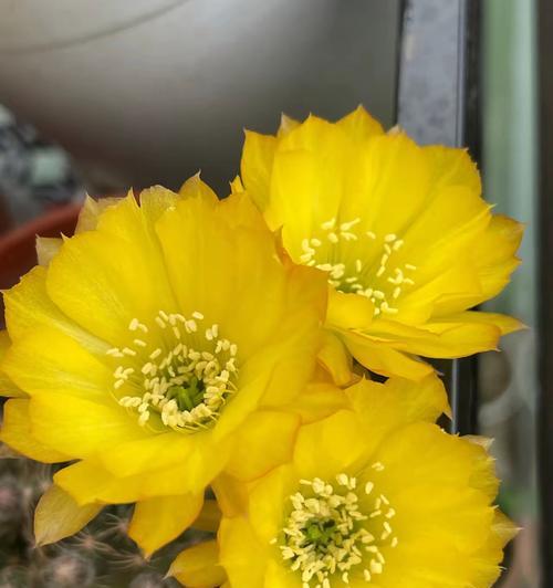 仙人球树上生长开花的条件是什么？
