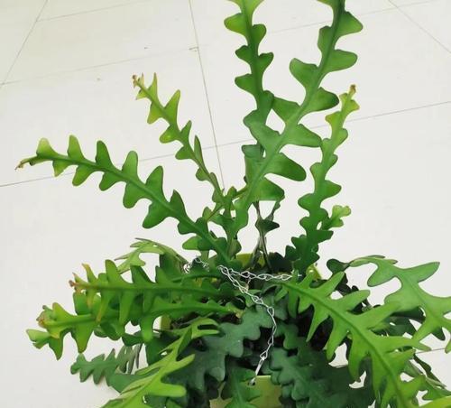 田种仙人掌：栽培的利与弊及深度指导