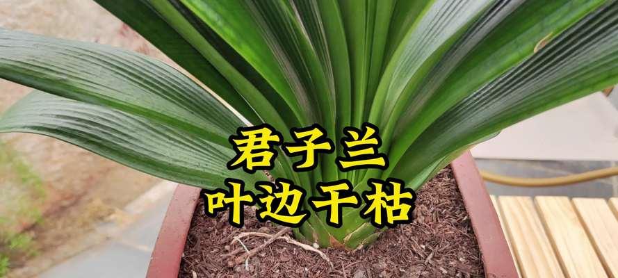 君子兰开花时叶子开裂的原因及预防处理方法