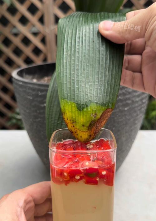 新种植君子兰叶边干枯怎么办？如何预防？