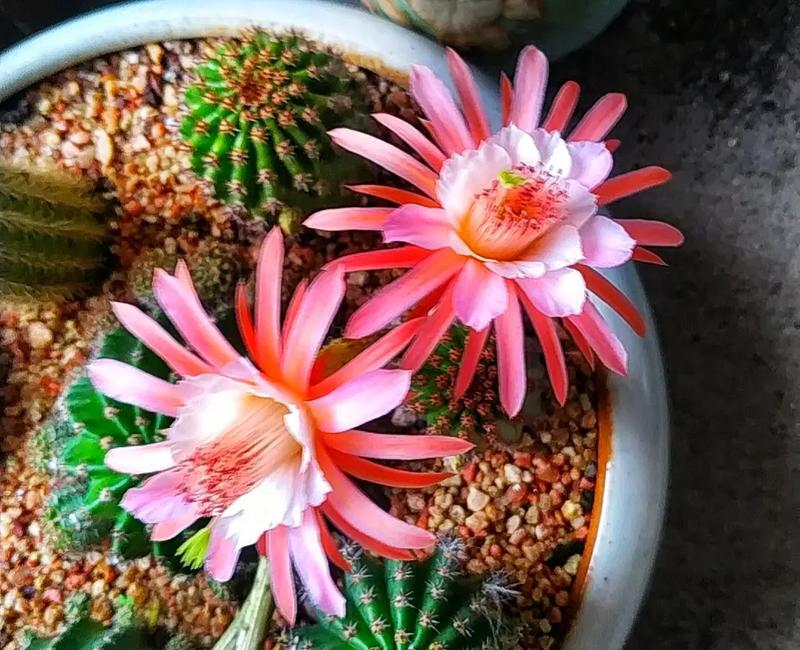 美花脚仙人球养护全攻略：防治病虫害与日常护理