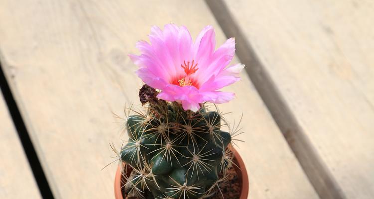 美花脚仙人球养护全攻略：防治病虫害与日常护理
