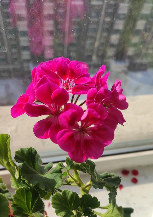 秋季适合养哪些花？如何照顾才能长得好？