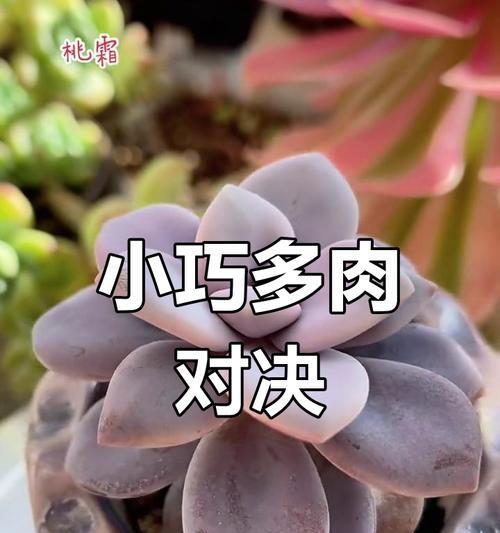 桃美人与桃蛋的区别在哪里？