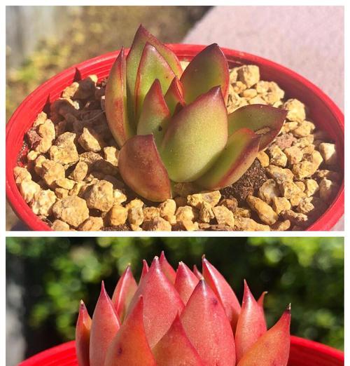 选择花盆时应注意什么？哪种材质的花盆最适合多肉植物？