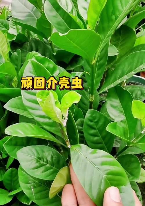 介壳虫难以根除怎么办？有效防治介壳虫的方法有哪些？