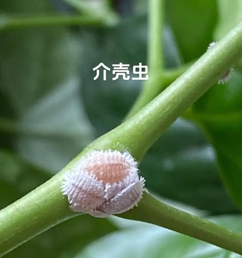 介壳虫难以根除怎么办？有效防治介壳虫的方法有哪些？