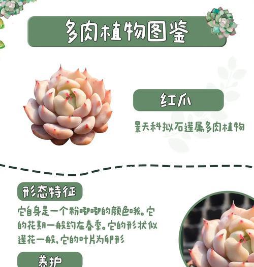 红东云多肉的养护技巧有哪些？如何处理多肉生长问题？