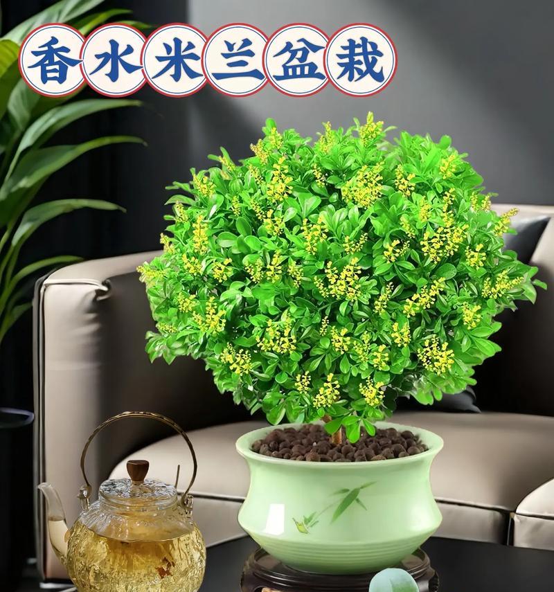 米兰掉叶子的原因是什么？如何治疗和预防？
