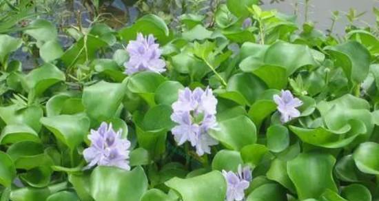 水葫芦的日常养护需要注意什么？