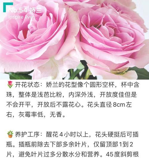 摩卡玫瑰鲜切花的特性是什么？