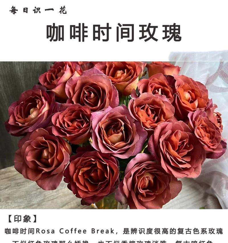 摩卡玫瑰鲜切花的特性是什么？
