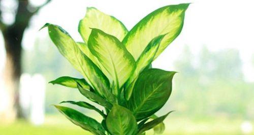银皇后植物的养护要点是什么？如何正确养殖银皇后？
