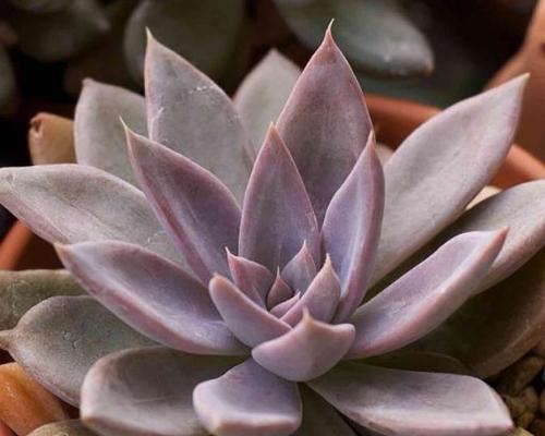 银皇后植物的养护要点是什么？如何正确养殖银皇后？