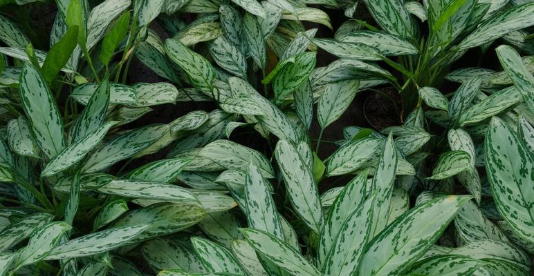 银皇后植物的养护要点是什么？如何正确养殖银皇后？