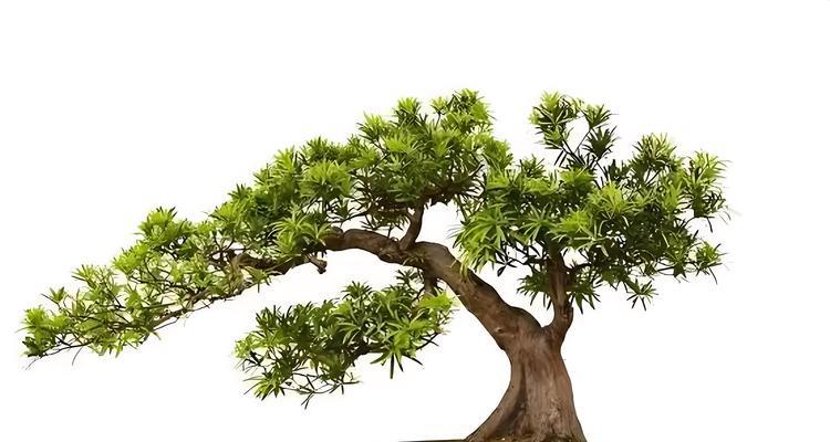 盆景制作的基本步骤是什么？如何选择合适的植物？