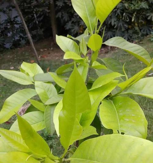 白兰花不开花的原因是什么？如何促进开花？