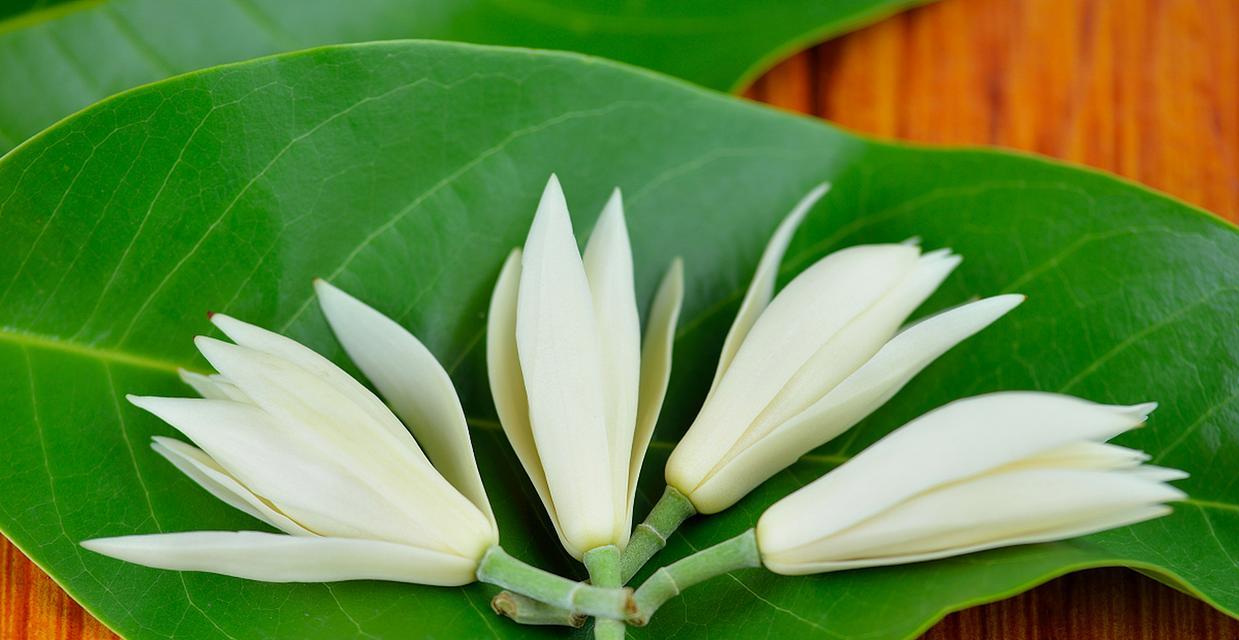 白兰花不开花的原因是什么？如何促进开花？