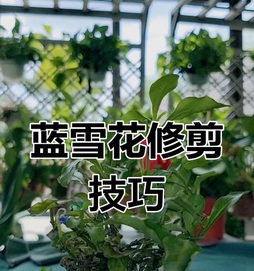 蓝雪花修剪的最佳时机是什么时候？