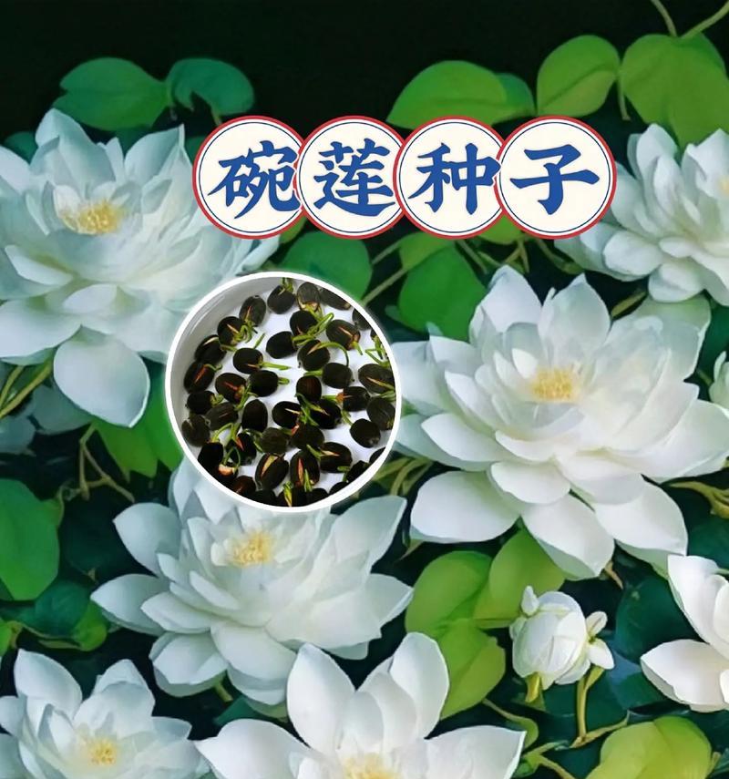 盆栽植物种子有哪些注意事项？