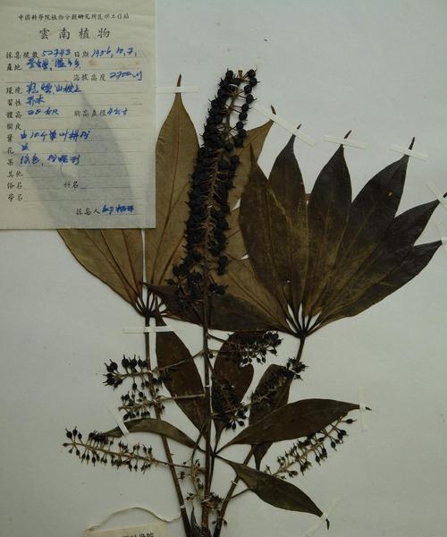 鹅掌木落叶的原因是什么？如何防止鹅掌木掉叶子？