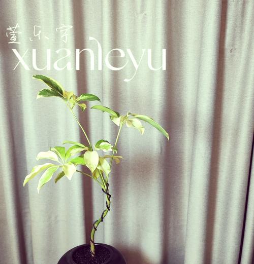 鹅掌木落叶的原因是什么？如何防止鹅掌木掉叶子？