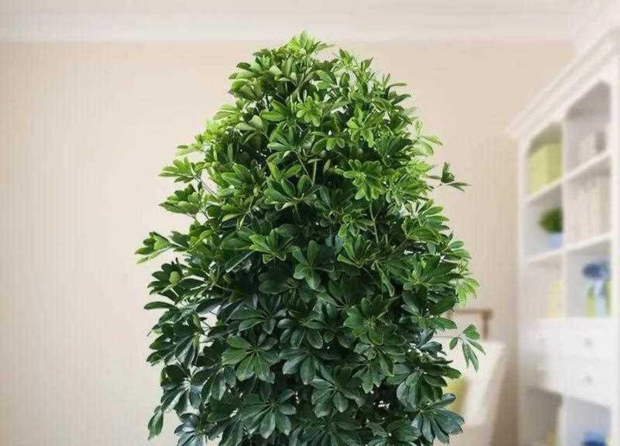 鹅掌木落叶的原因是什么？如何防止鹅掌木掉叶子？
