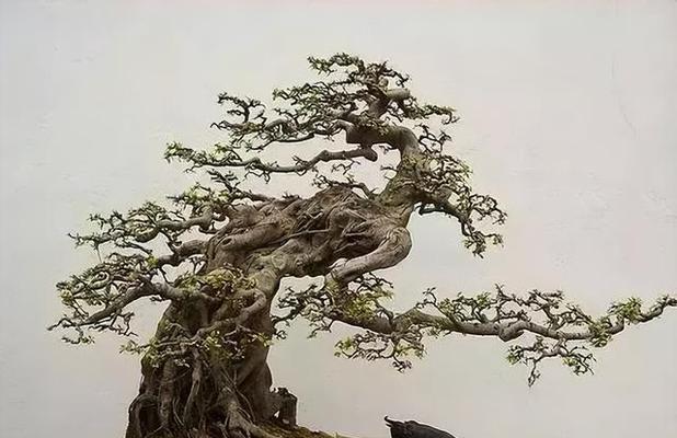 盆景提根的技巧有哪些？如何正确进行盆景提根操作？