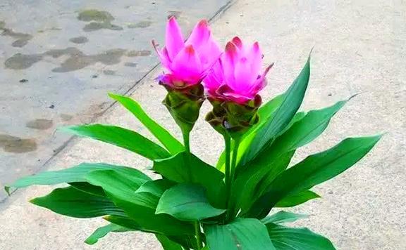 盆栽姜荷花的养护方法是什么？