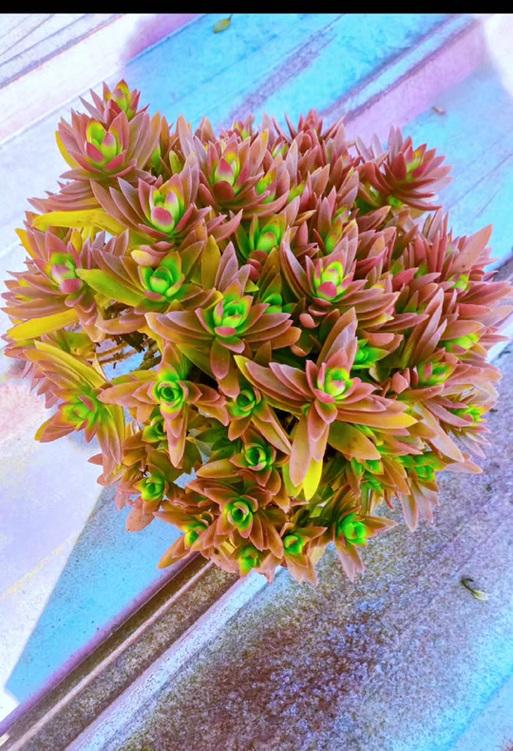 火祭开花后如何处理？怎样促进其再次开花？