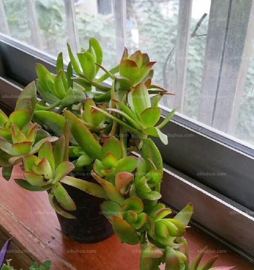 火祭开花后如何处理？怎样促进其再次开花？