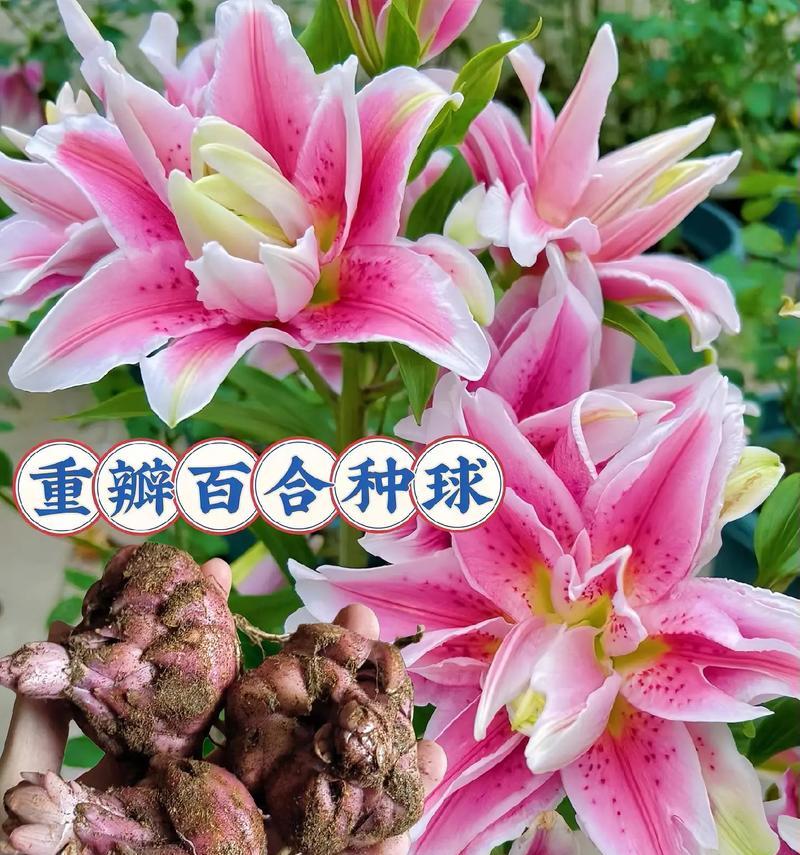 百合花什么时候播种最佳？播种前需要准备什么？