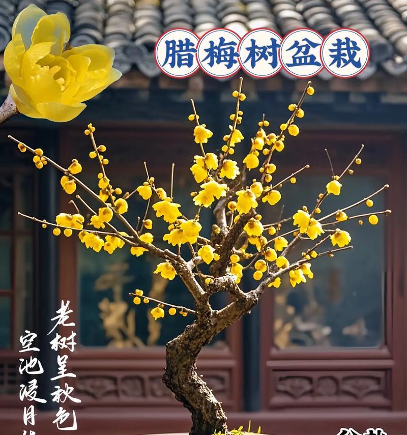 腊梅种子最佳种植时间是什么时候？种植步骤有哪些？
