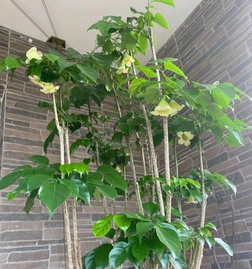 客厅种植植物有哪些好处？哪些植物适合放在客厅？