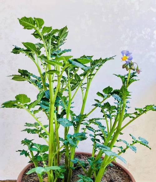 土豆盆栽的最佳种植时间是什么时候？如何种植土豆盆栽？