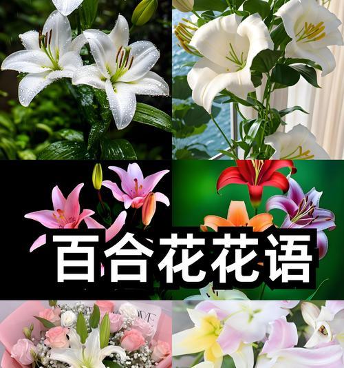 各种花卉的花语是什么？如何选择合适的花卉表达情感？