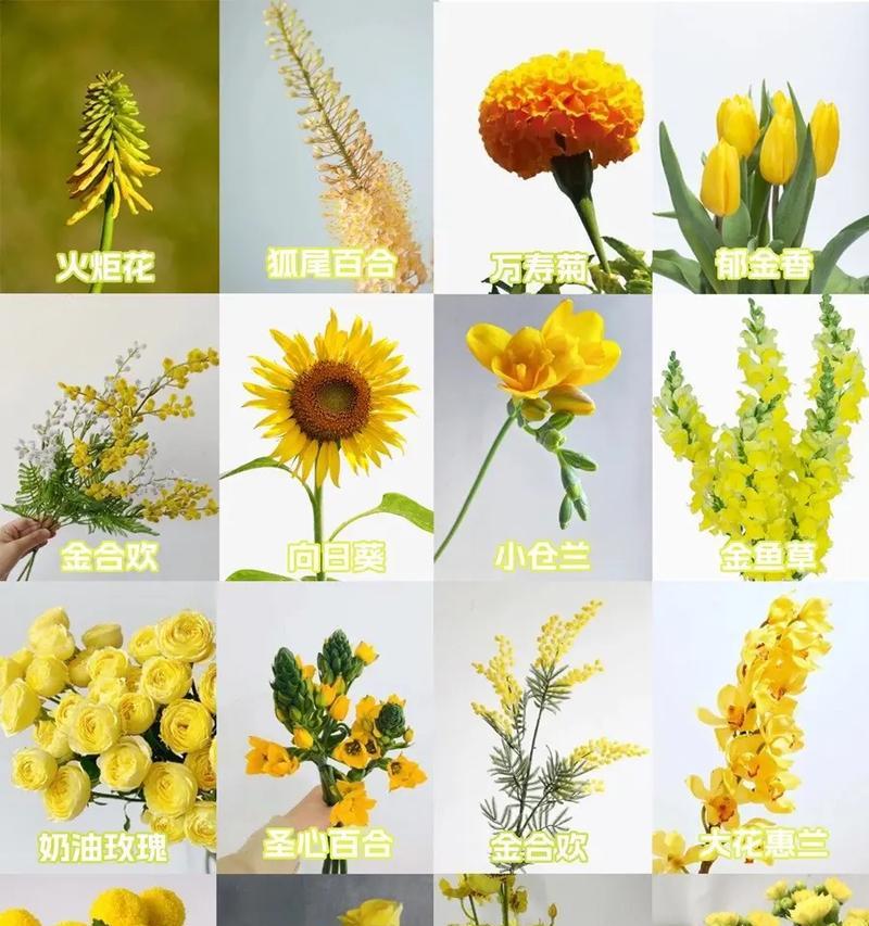 各种花卉的花语是什么？如何选择合适的花卉表达情感？