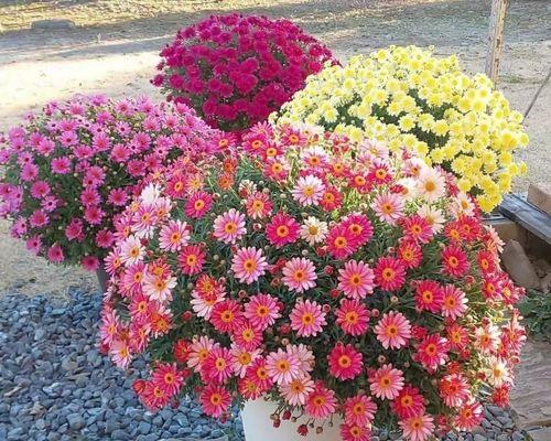 雏菊的种植步骤和注意事项是什么？