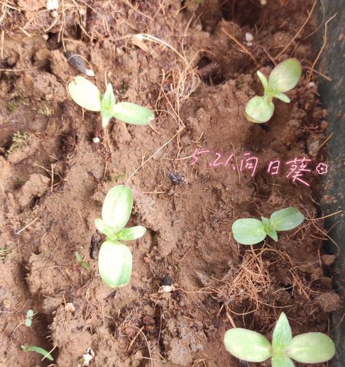 雏菊的种植步骤和注意事项是什么？