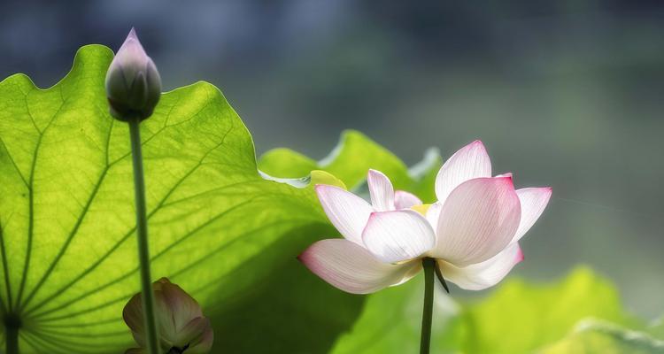 何花是什么季节开的？不同花卉的花期和养护方法是什么？