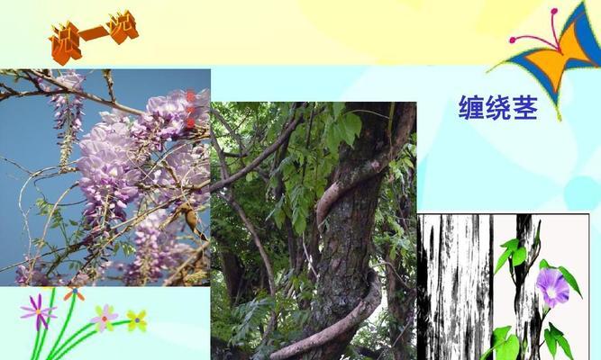 莲花茎的外观特征是什么？如何区分不同种类的莲花茎？
