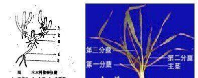 莲花茎的外观特征是什么？如何区分不同种类的莲花茎？