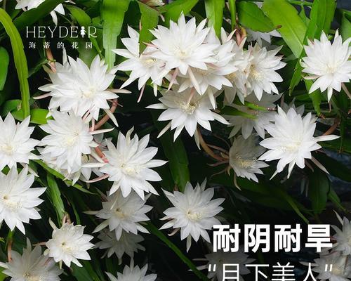昙花的特征和生长习性是什么？