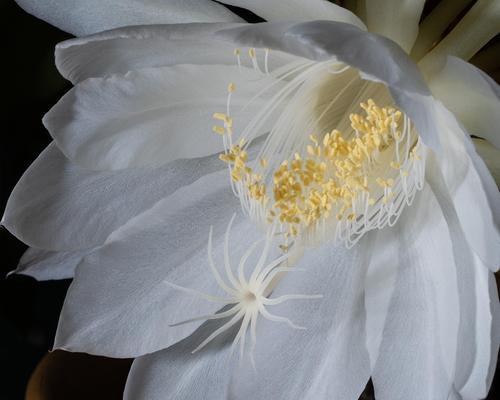 昙花的特征和生长习性是什么？