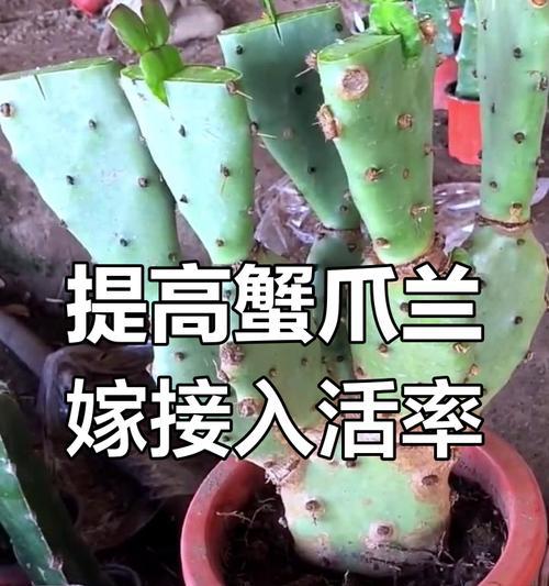 蟹爪兰怎么人工授粉才能提高结果率？需要什么特殊技巧？